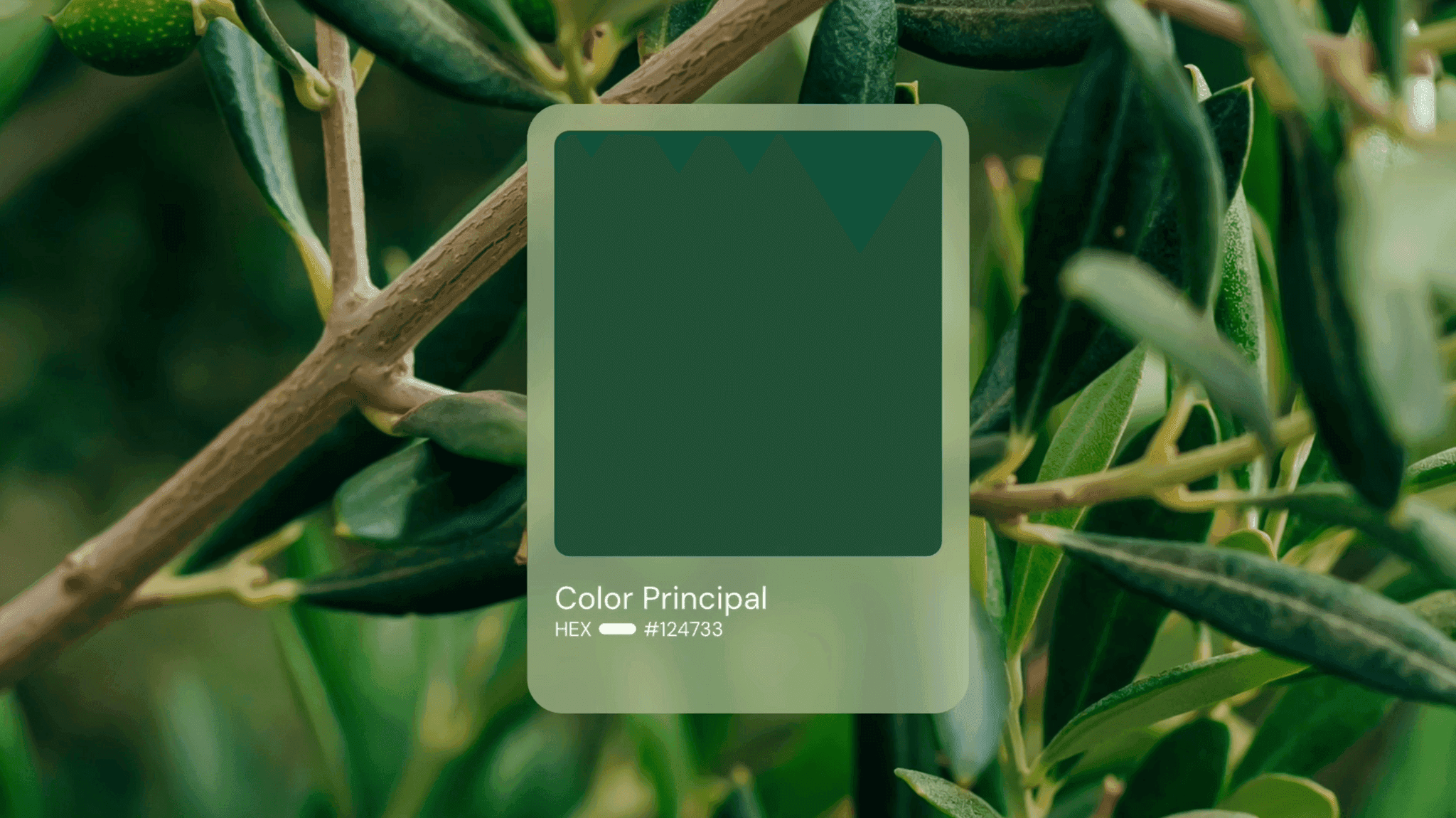Agro Sustentable: Visual Identity Transformation